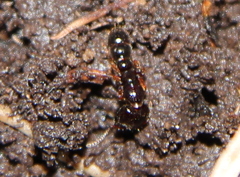 Amblyopone australis