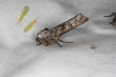 Lithomoia germana