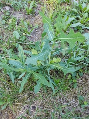 Lactuca serriola