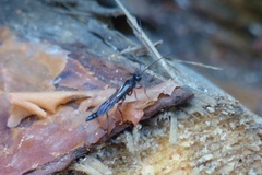 Odontocolon dentipes