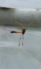 Therion circumflexum