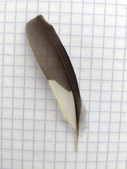 Spinus psaltria