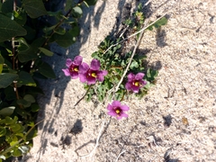 Diascia capensis