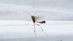 Therion circumflexum