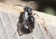 Pompiloidea