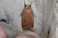 Abagrotis cupida