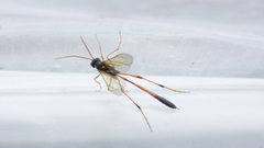Therion circumflexum