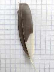 Spinus psaltria