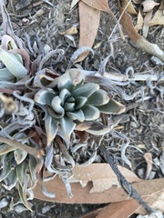 Dudleya caespitosa