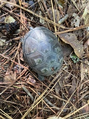 Kinosternon subrubrum