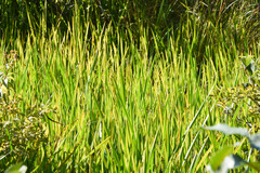 Typha latifolia