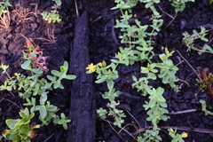 Hypericum mutilum