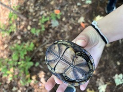 Kinosternon subrubrum