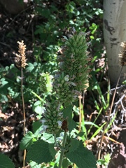 Agastache pallidiflora