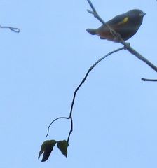Euphonia pectoralis