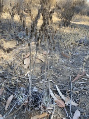 Dudleya caespitosa