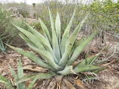 Agave asperrima