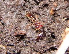 Amblyopone australis