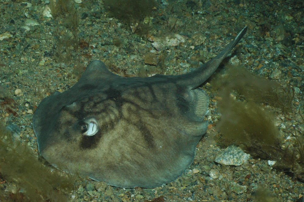 Coastal Stingaree