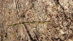 Pterocaulon