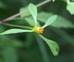 Bidens connata