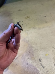 Plestiodon fasciatus