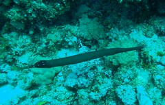 Aulostomus chinensis