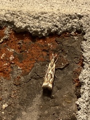 Microcrambus elegans