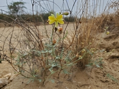 Erythrostemon caudatus