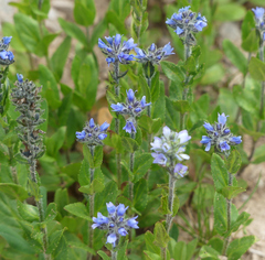 Veronica wormskjoldii