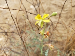 Erythrostemon caudatus