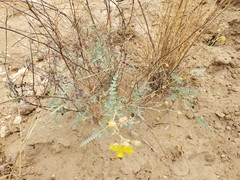 Erythrostemon caudatus