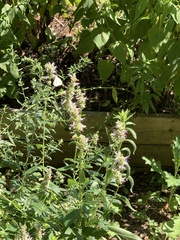 Agastache scrophulariifolia