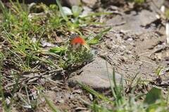 Anthocharis cardamines