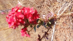 Carphalea