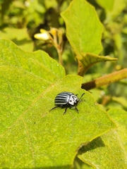 Leptinotarsa undecimlineata