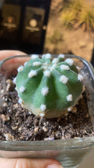 Echinopsis