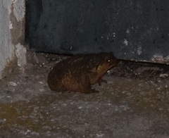Bufo spinosus