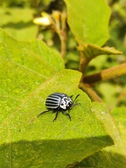 Leptinotarsa undecimlineata