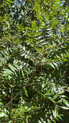 Rhus copallinum