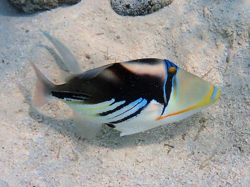 Lagoon Triggerfish