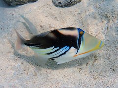 White-Banded Triggerfish photo 5