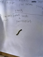 Phryganidia californica