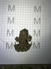 Sclerophrys pantherina