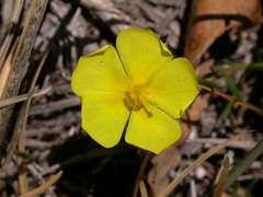 Fumana procumbens