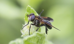 Trichopoda pictipennis