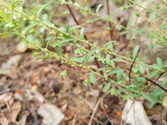 Phyllanthus polygonoides