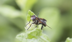 Trichopoda pictipennis