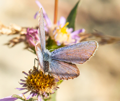 Plebejus idas