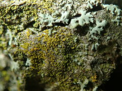 Candelariella xanthostigma